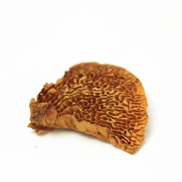 Natural Foliage Pieces for Decor & Crafts Wreaths Centerpieces