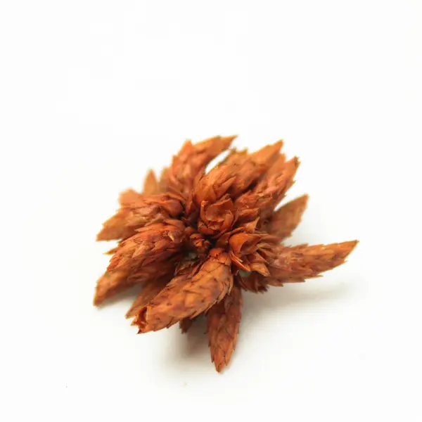 Natural Foliage Pieces for Decor & Crafts Wreaths Centerpieces