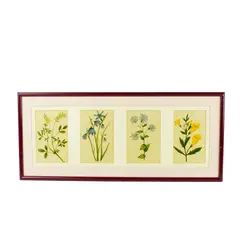 Set of 4 Botanical Watercolor Prints Natural History Specimen Art