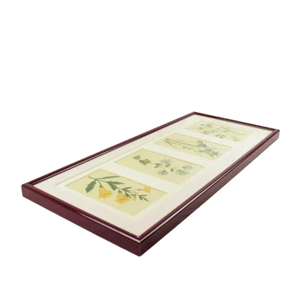 Set of 4 Botanical Watercolor Prints Natural History Specimen Art