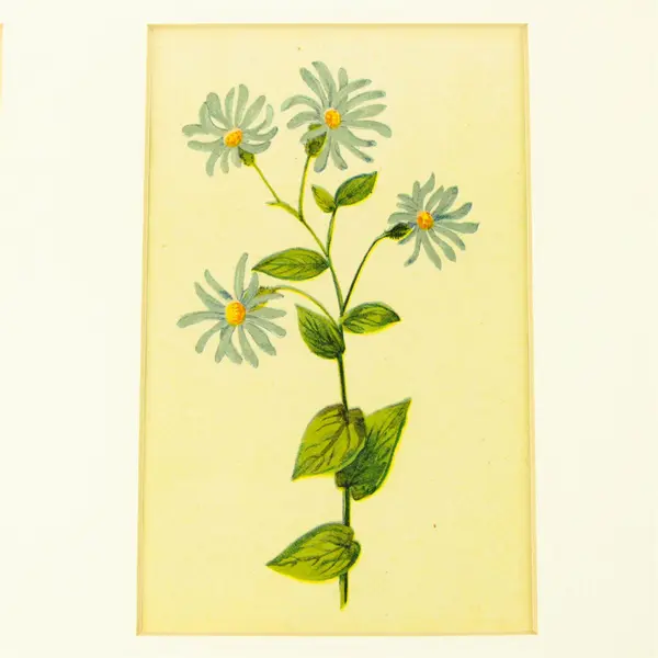 Set of 4 Botanical Watercolor Prints Natural History Specimen Art