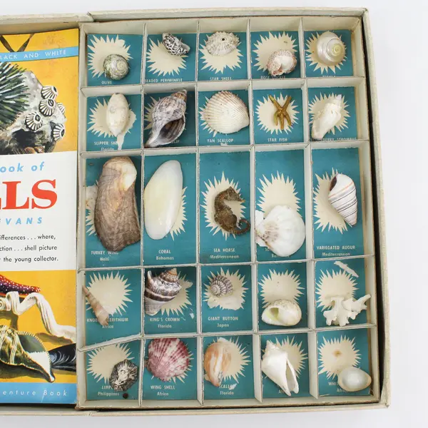 Vintage 1957 Adventure With Sea Shells A Capitol Adventure Kit And Book