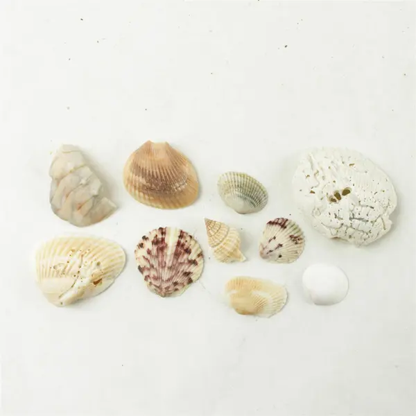 Lot of 10 Seashells - Mixed Shells for Crafts Display Collection