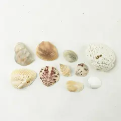 Lot of 10 Seashells - Mixed Shells for Crafts Display Collection