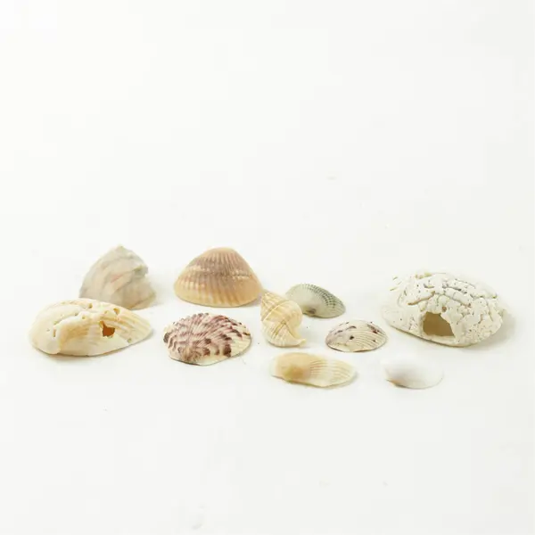 Lot of 10 Seashells - Mixed Shells for Crafts Display Collection