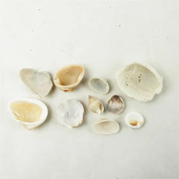 Lot of 10 Seashells - Mixed Shells for Crafts Display Collection