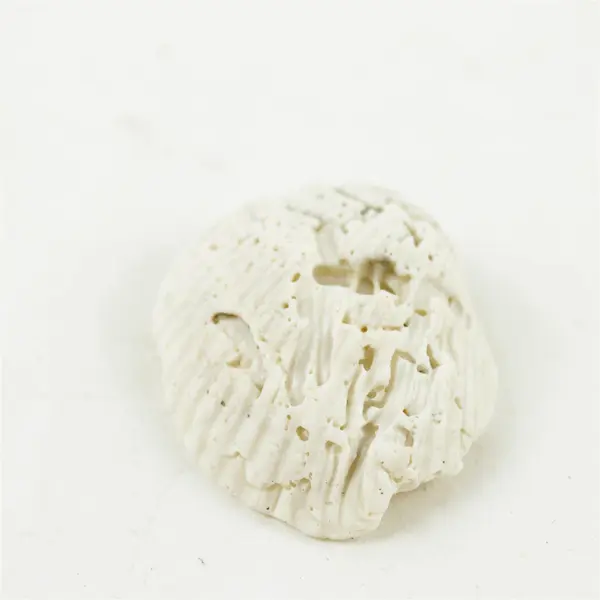 Lot of 10 Seashells - Mixed Shells for Crafts Display Collection