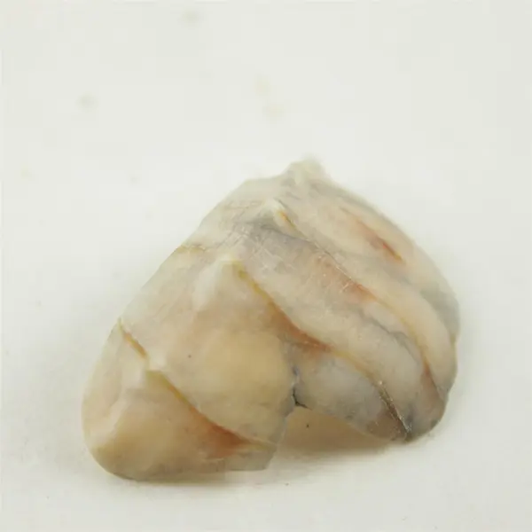 Lot of 10 Seashells - Mixed Shells for Crafts Display Collection