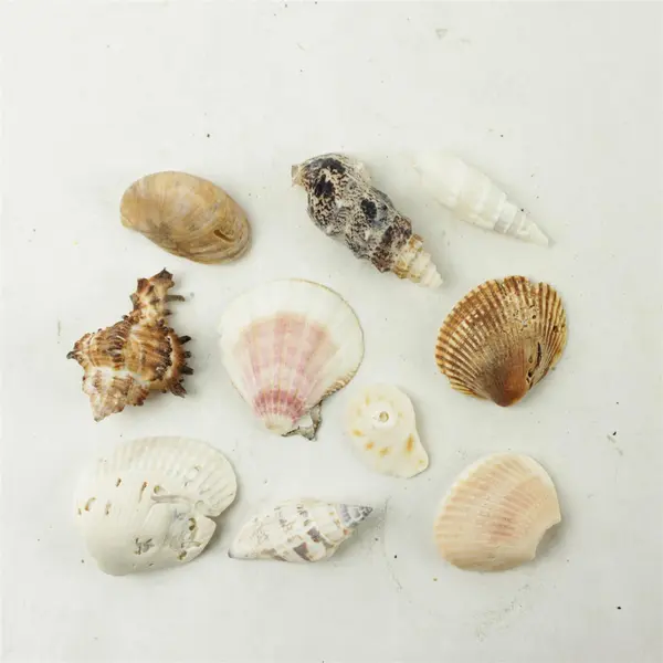 Lot of 10 Seashells - Mixed Shells for Crafts Display Collection