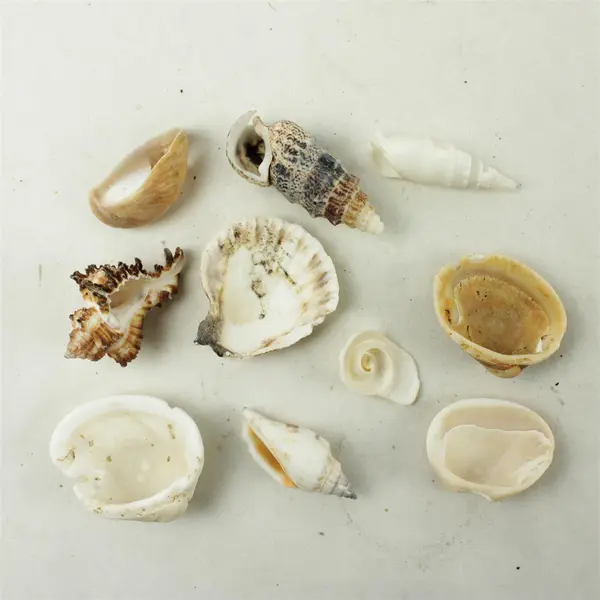Lot of 10 Seashells - Mixed Shells for Crafts Display Collection