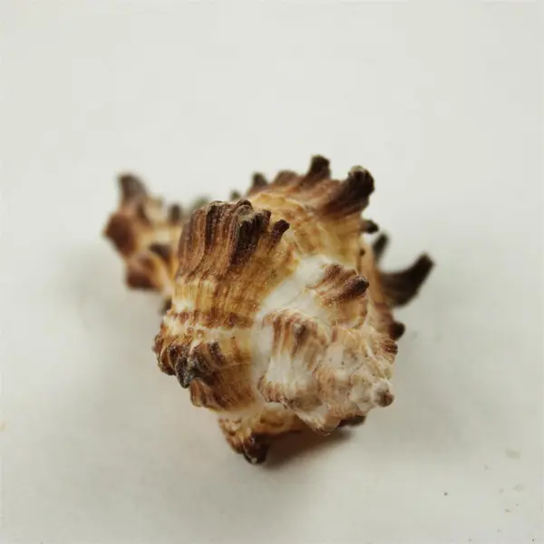 Lot of 10 Seashells - Mixed Shells for Crafts Display Collection