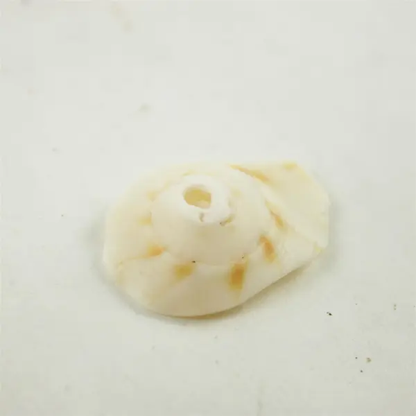 Lot of 10 Seashells - Mixed Shells for Crafts Display Collection