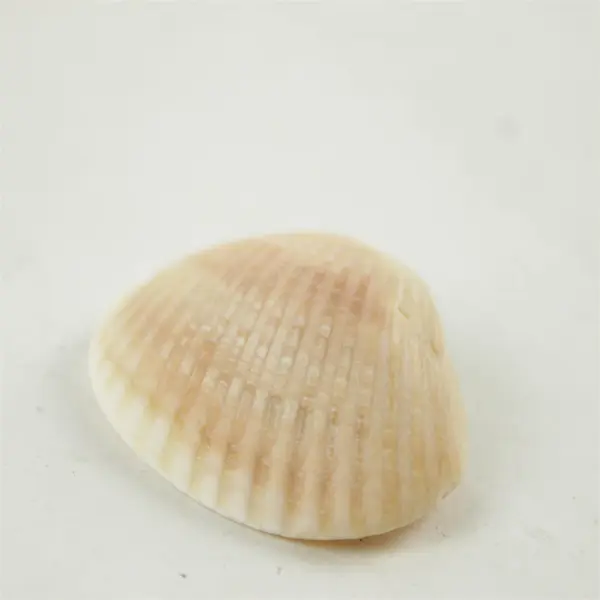 Lot of 10 Seashells - Mixed Shells for Crafts Display Collection