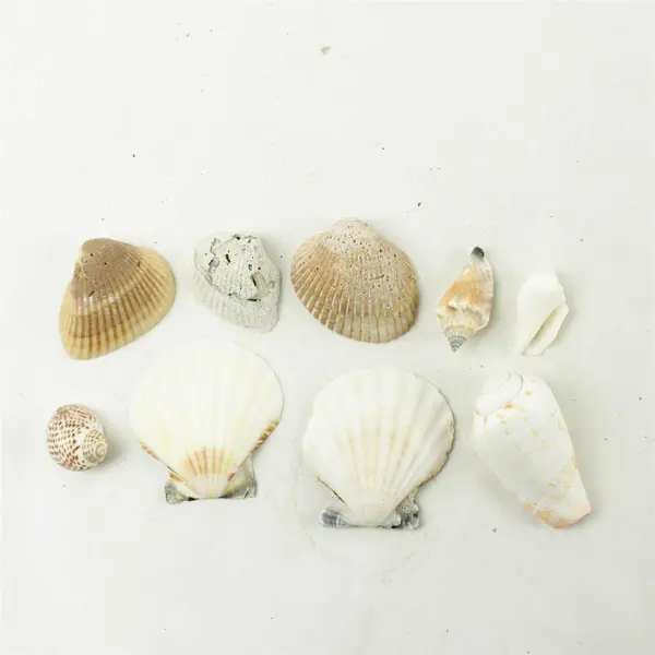 Lot of 10 Seashells - Mixed Shells for Crafts Display Collection