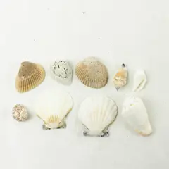 Lot of 10 Seashells - Mixed Shells for Crafts Display Collection