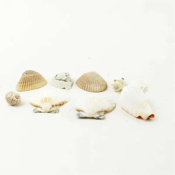 Lot of 10 Seashells - Mixed Shells for Crafts Display Collection