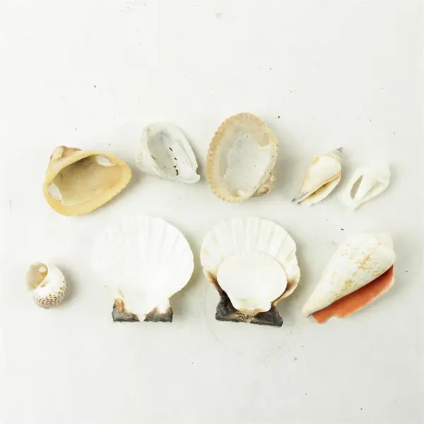 Lot of 10 Seashells - Mixed Shells for Crafts Display Collection