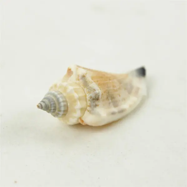 Lot of 10 Seashells - Mixed Shells for Crafts Display Collection