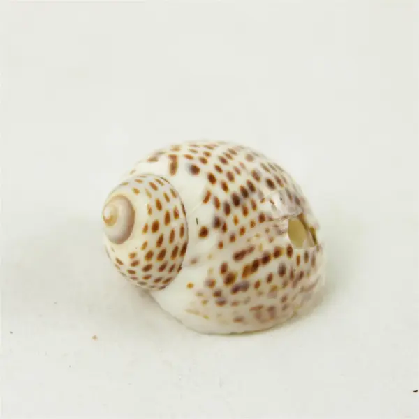 Lot of 10 Seashells - Mixed Shells for Crafts Display Collection