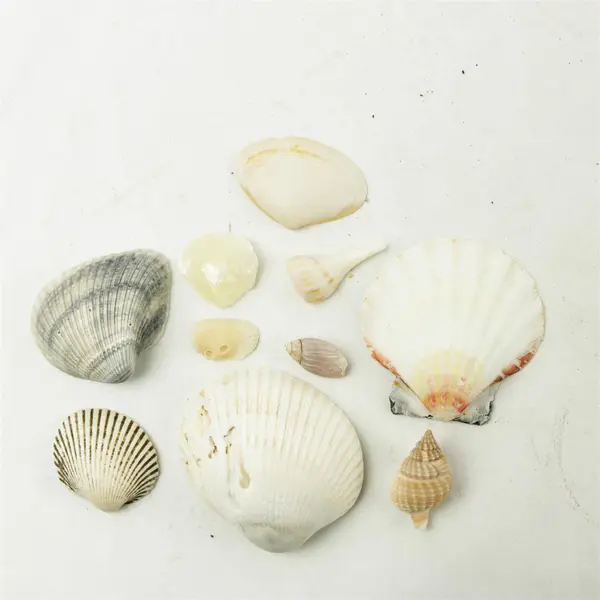 Lot of 10 Seashells - Mixed Shells for Crafts Display Collection