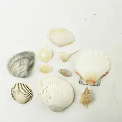 Lot of 10 Seashells - Mixed Shells for Crafts Display Collection