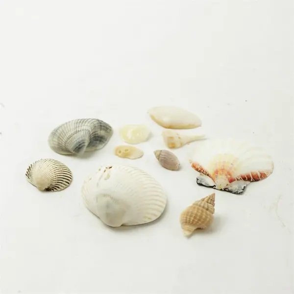 Lot of 10 Seashells - Mixed Shells for Crafts Display Collection