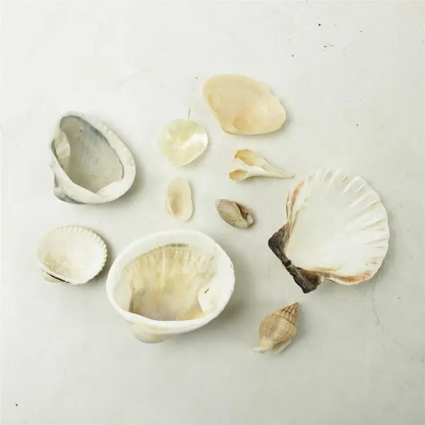 Lot of 10 Seashells - Mixed Shells for Crafts Display Collection