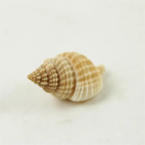Lot of 10 Seashells - Mixed Shells for Crafts Display Collection