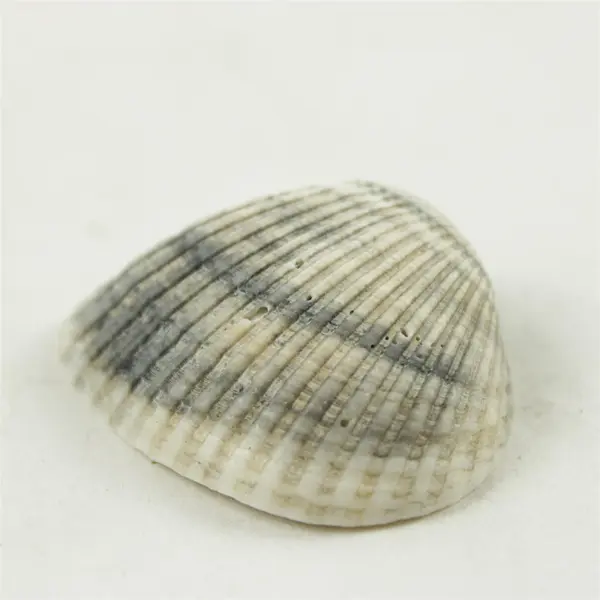 Lot of 10 Seashells - Mixed Shells for Crafts Display Collection