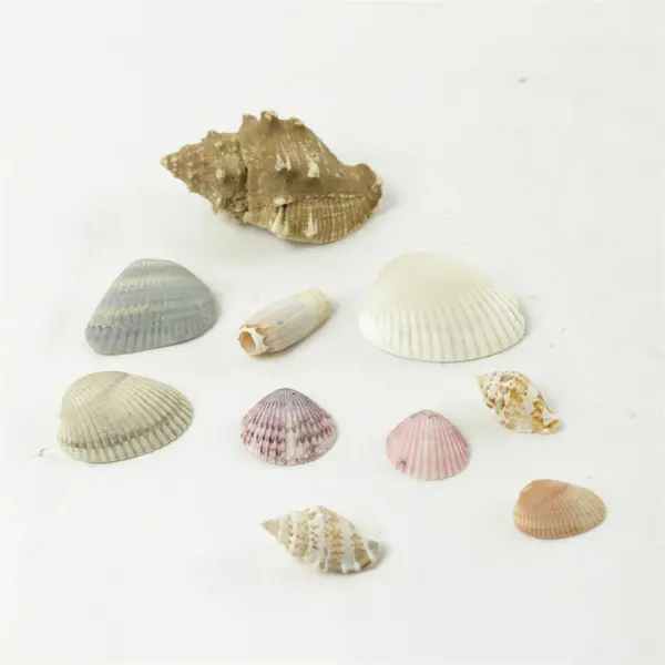 Lot of 10 Seashells - Mixed Shells for Crafts Display Collection