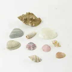 Lot of 10 Seashells - Mixed Shells for Crafts Display Collection
