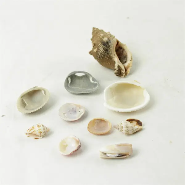 Lot of 10 Seashells - Mixed Shells for Crafts Display Collection