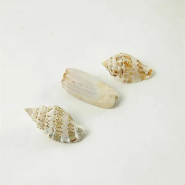 Lot of 10 Seashells - Mixed Shells for Crafts Display Collection
