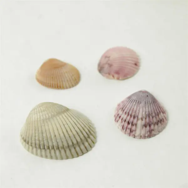 Lot of 10 Seashells - Mixed Shells for Crafts Display Collection