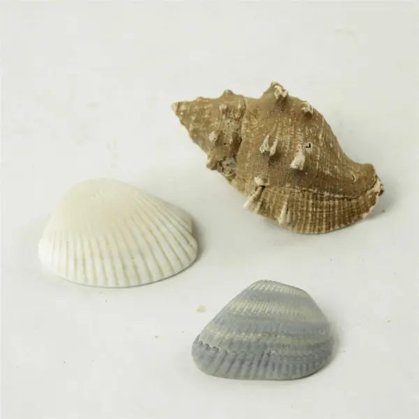 Lot of 10 Seashells - Mixed Shells for Crafts Display Collection