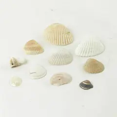 Lot of 10 Seashells - Mixed Shells for Crafts Display Collection