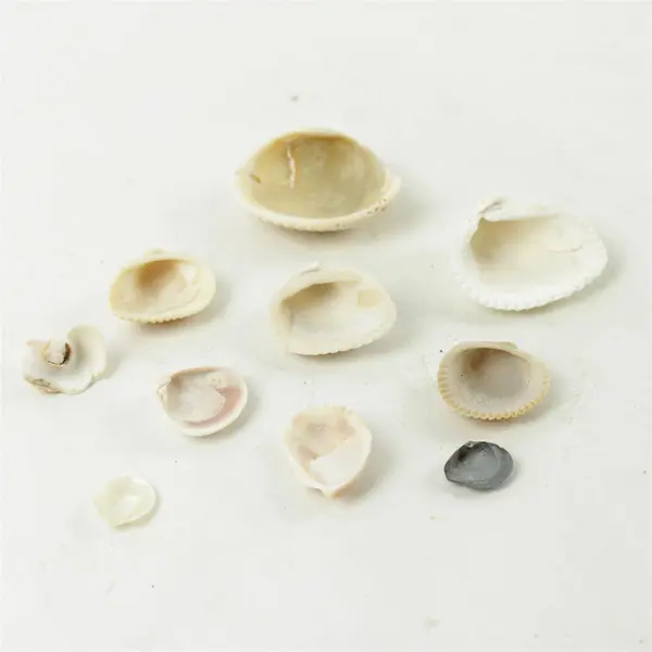 Lot of 10 Seashells - Mixed Shells for Crafts Display Collection