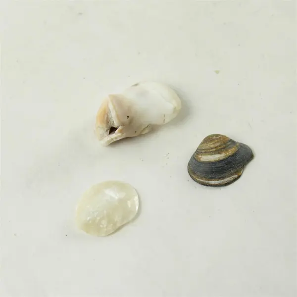 Lot of 10 Seashells - Mixed Shells for Crafts Display Collection