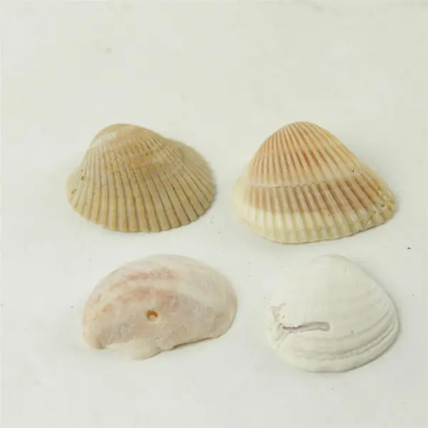 Lot of 10 Seashells - Mixed Shells for Crafts Display Collection