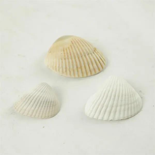 Lot of 10 Seashells - Mixed Shells for Crafts Display Collection