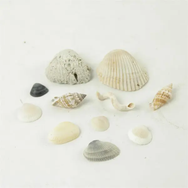 Lot of Seashells - Mixed Shells for Crafts Display Collection
