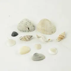 Lot of Seashells - Mixed Shells for Crafts Display Collection