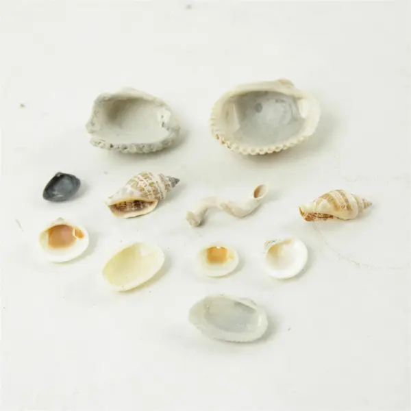 Lot of Seashells - Mixed Shells for Crafts Display Collection