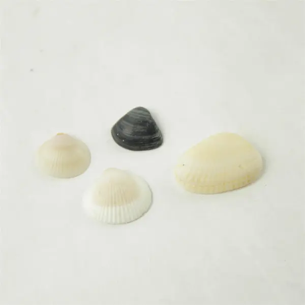Lot of Seashells - Mixed Shells for Crafts Display Collection