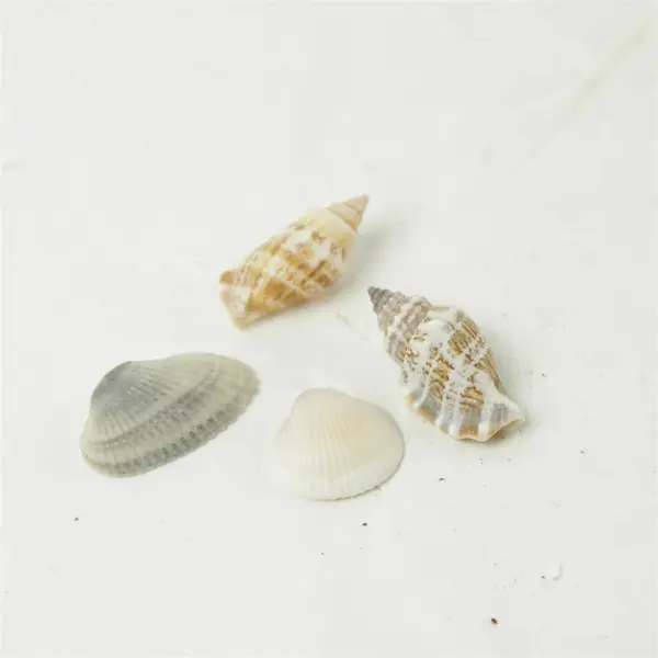 Lot of Seashells - Mixed Shells for Crafts Display Collection
