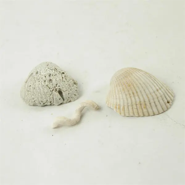 Lot of Seashells - Mixed Shells for Crafts Display Collection