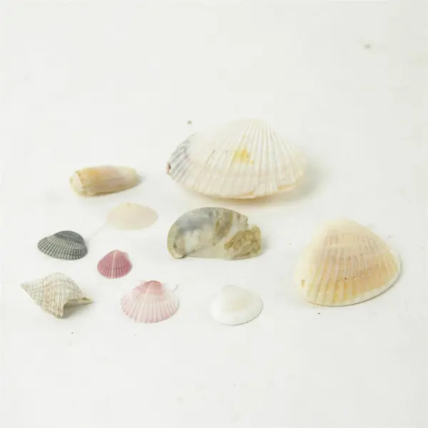 Lot of 10 Seashells - Mixed Shells for Crafts Display Collection