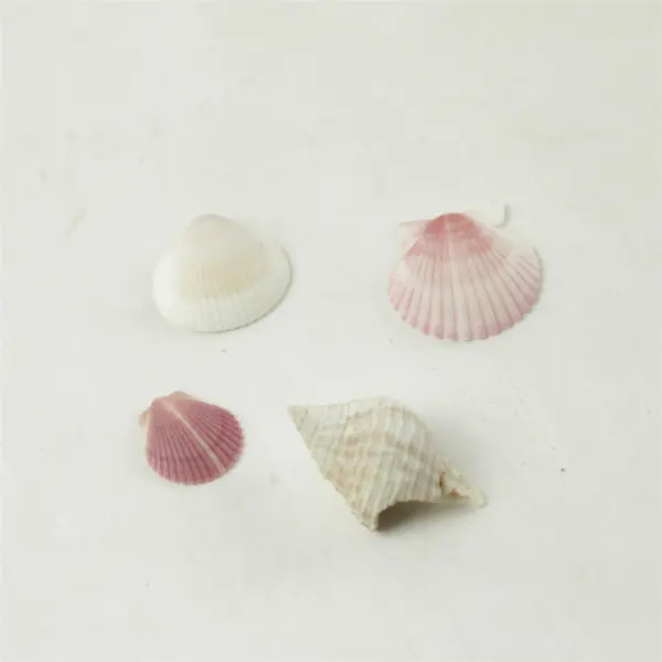 Lot of 10 Seashells - Mixed Shells for Crafts Display Collection