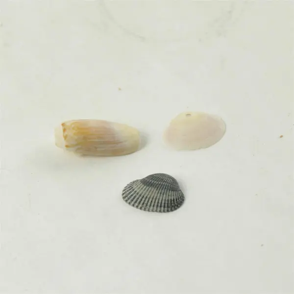 Lot of 10 Seashells - Mixed Shells for Crafts Display Collection