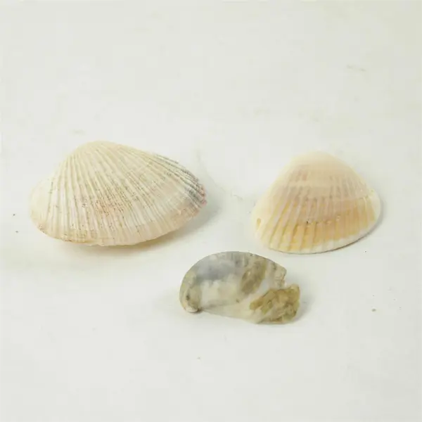 Lot of 10 Seashells - Mixed Shells for Crafts Display Collection